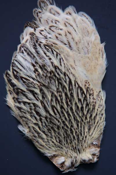Indian Hen Neck